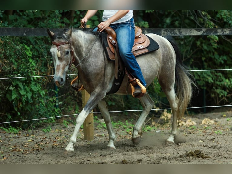 Lewitzer Gelding 8 years 14,3 hh Pinto in Schönwalde-Glien
