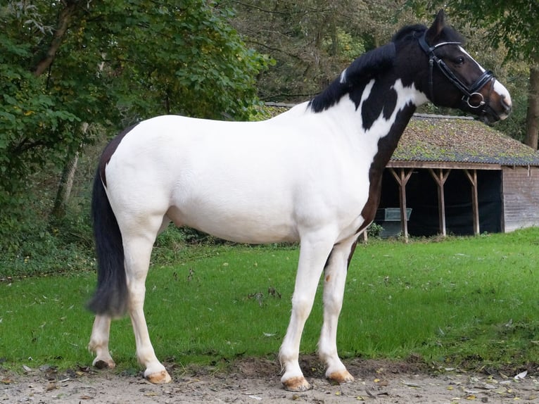 Lewitzer Gelding 9 years 13,3 hh Pinto in Erkrath