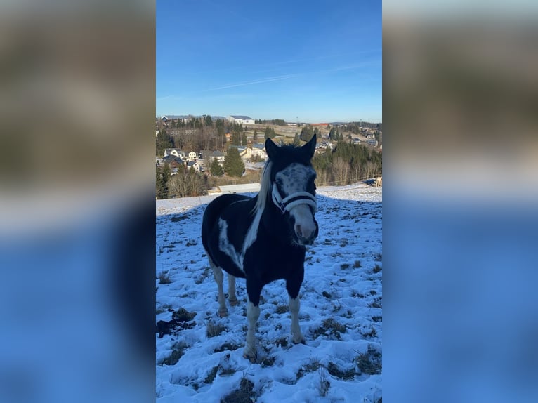 Lewitzer Gelding 9 years 13,2 hh in Neuhaus am Rennweg