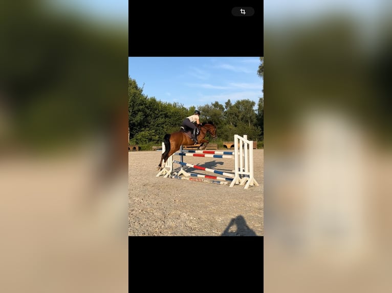 Lewitzer Gelding 9 years 14,2 hh Brown in Breiholz