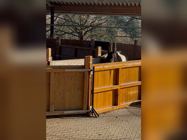 Lewitzer Gelding 9 years 14.2 hh Pinto in Siegen