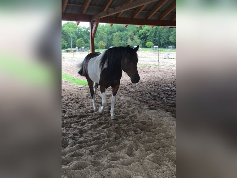 Lewitzer Gelding 9 years 14.2 hh Pinto in Siegen