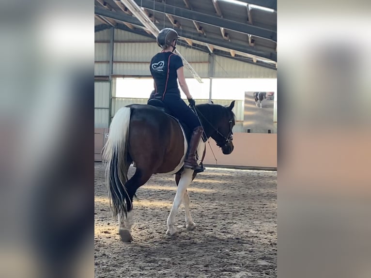 Lewitzer Gelding 9 years 14.2 hh Pinto in Siegen