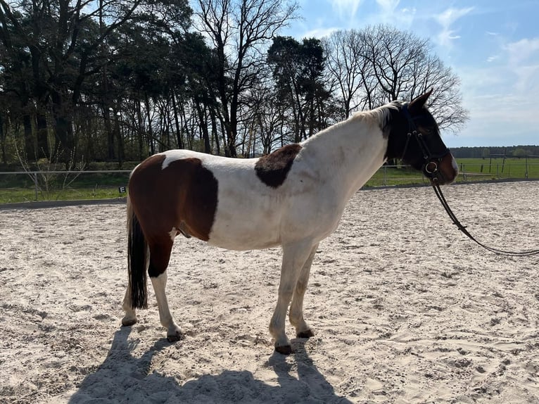 Lewitzer Gelding 9 years 15 hh Pinto in Schönwalde-Glien