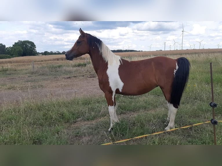 Lewitzer Mix Giumenta 10 Anni 142 cm Pezzato in Salzwedel
