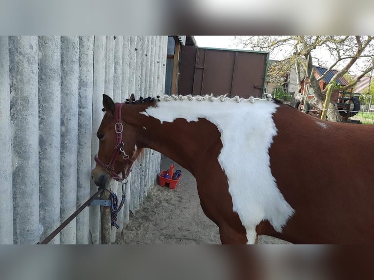 Lewitzer Mix Giumenta 10 Anni 142 cm Pezzato in Salzwedel