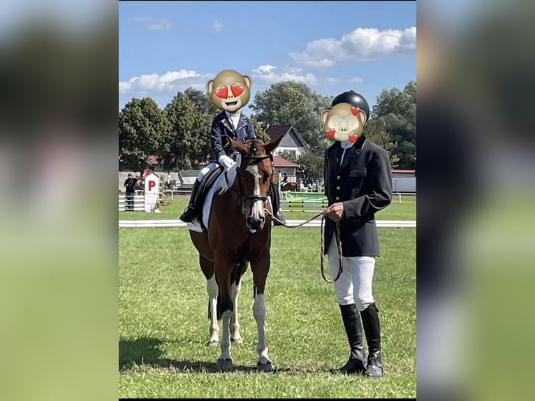 Lewitzer Mix Giumenta 10 Anni 142 cm Pezzato in Salzwedel