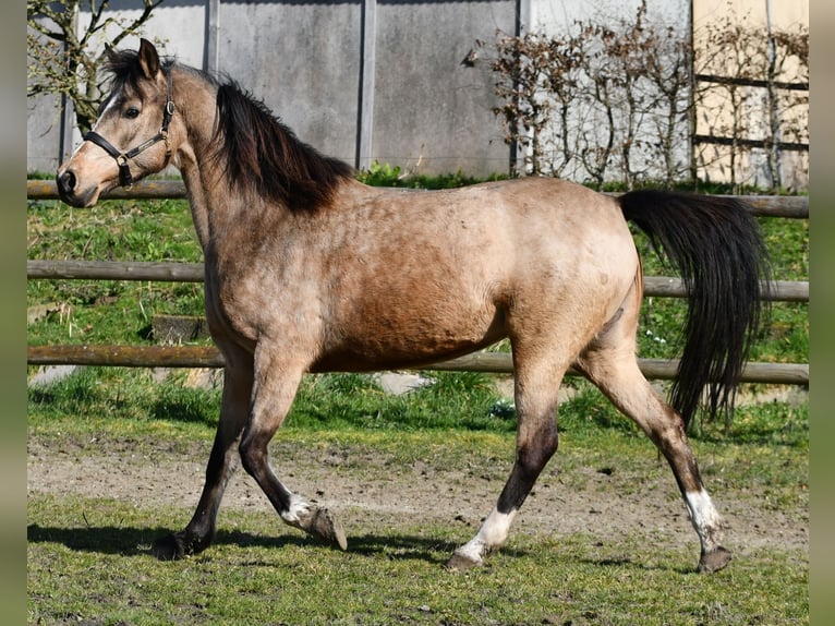 Lewitzer Giumenta 10 Anni 147 cm Pelle di daino in Mörsdorf