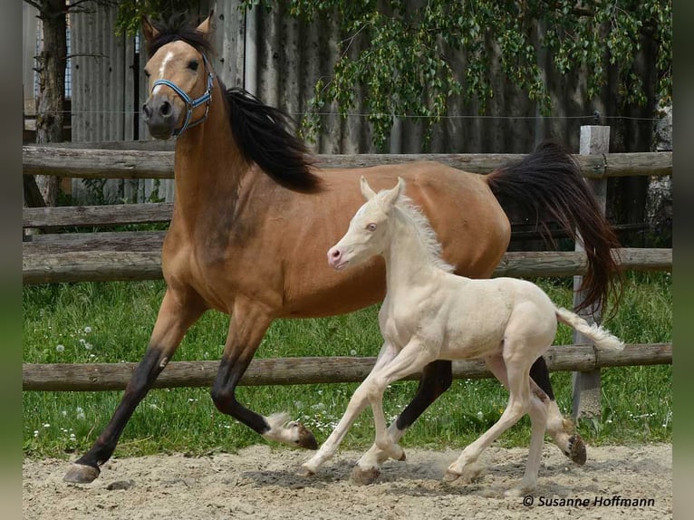 Lewitzer Giumenta 10 Anni 147 cm Pelle di daino in Mörsdorf