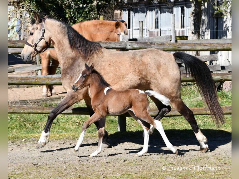 Lewitzer Giumenta 10 Anni 147 cm Pelle di daino in Mörsdorf