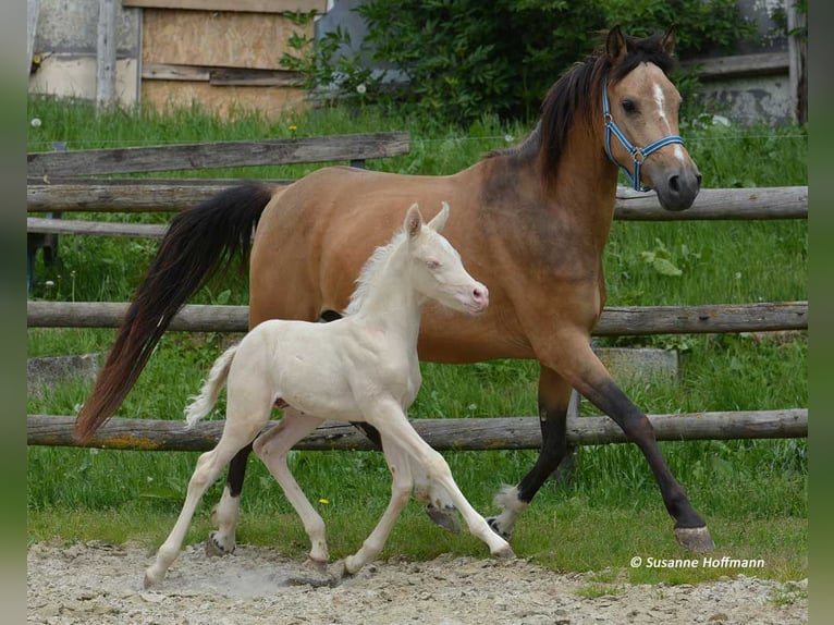 Lewitzer Giumenta 10 Anni 147 cm Pelle di daino in Mörsdorf