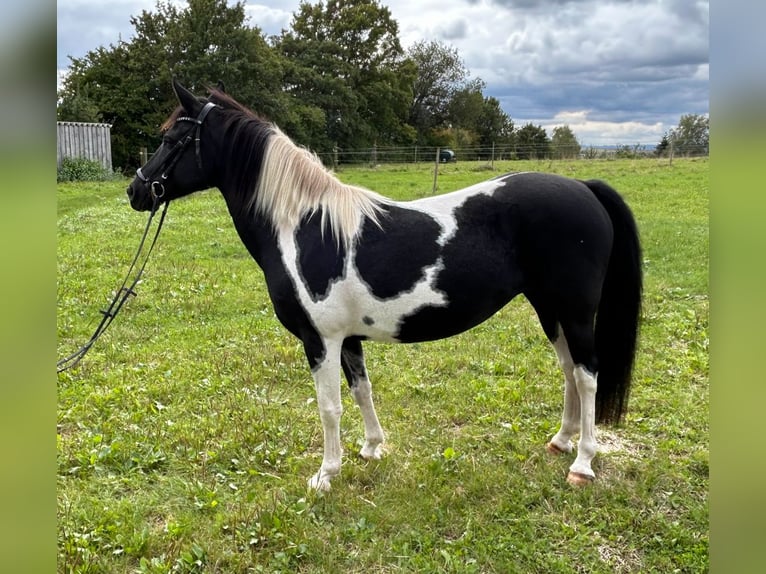 Lewitzer Giumenta 11 Anni 142 cm Pezzato in Schwaikheim