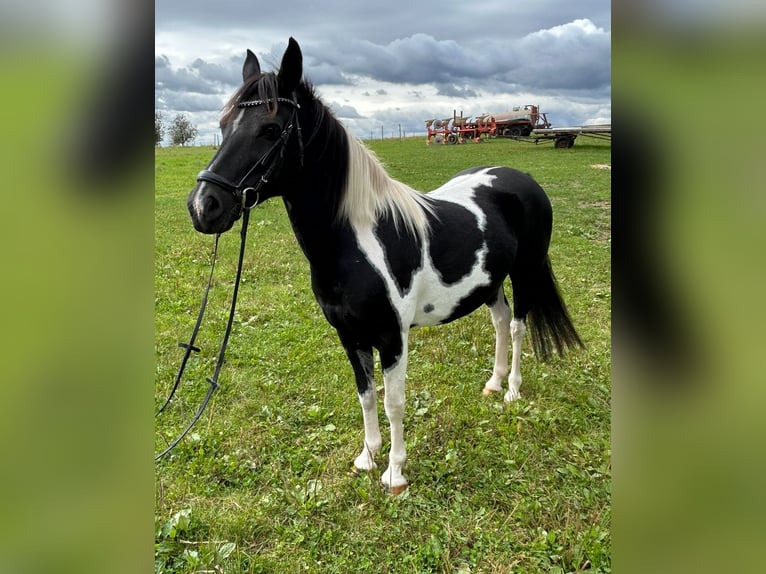 Lewitzer Giumenta 11 Anni 142 cm Pezzato in Schwaikheim