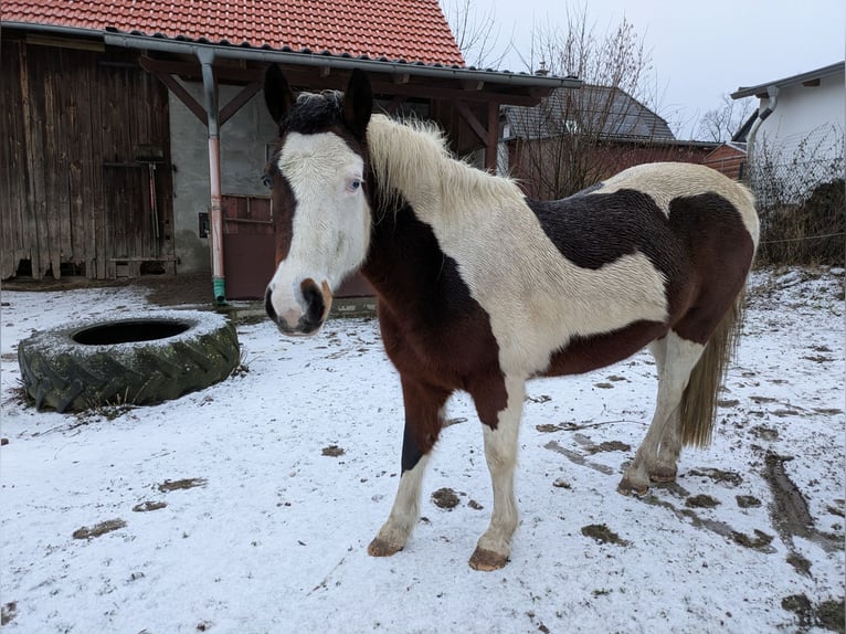 Lewitzer Giumenta 12 Anni 138 cm Pezzato in Groß Drewitz