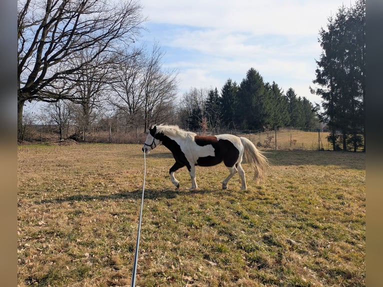 Lewitzer Giumenta 12 Anni 138 cm Pezzato in Groß Drewitz