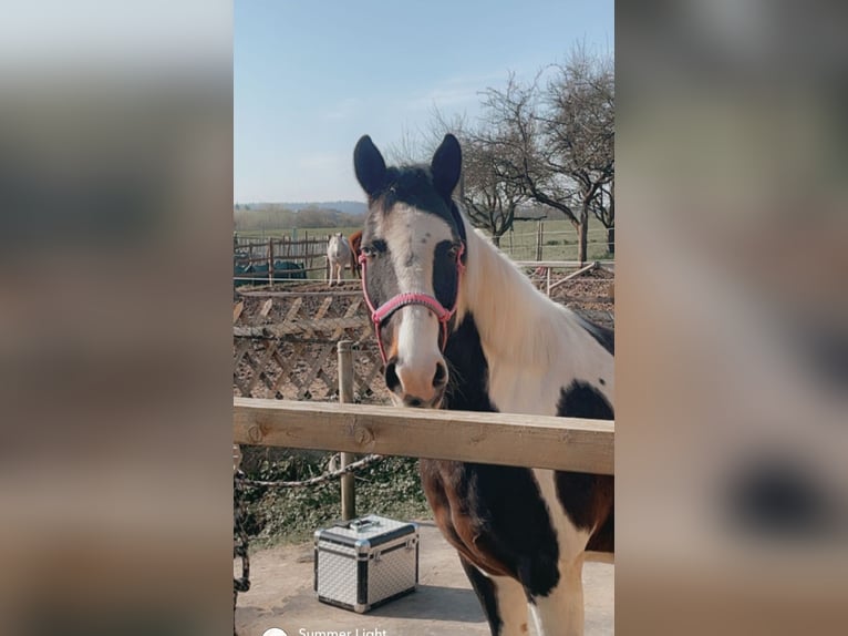 Lewitzer Giumenta 12 Anni 146 cm Pezzato in Seibersbach