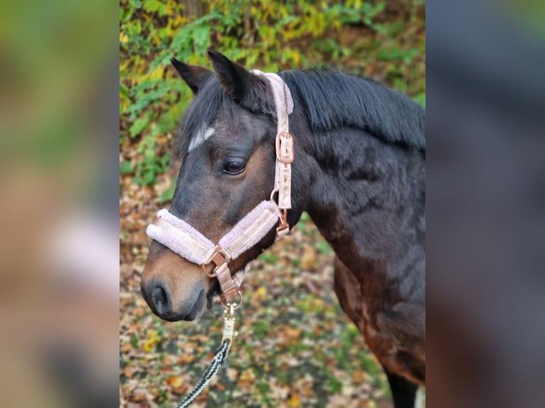 Lewitzer Mix Giumenta 13 Anni 130 cm Pezzato in Winsen (Aller) Lewitzer Mix Giumenta 13 Anni 130 cm Pezzato in Winsen (Aller)