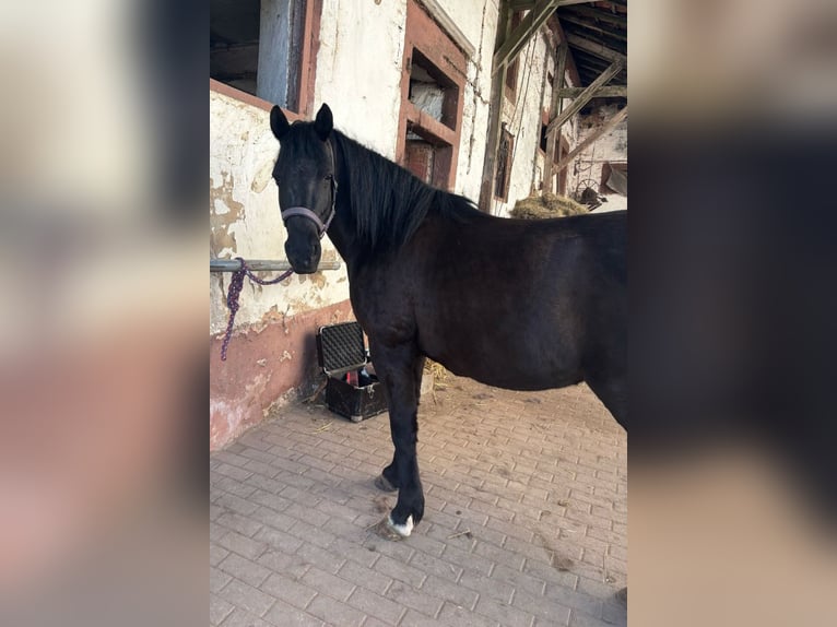Lewitzer Giumenta 13 Anni 148 cm Morello in Landstuhl