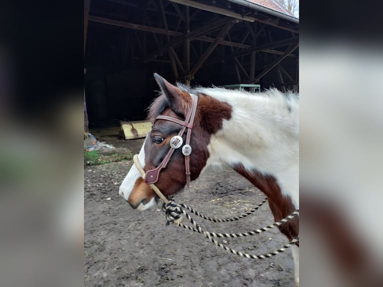 Lewitzer Giumenta 14 Anni 141 cm Pezzato in Langerwehe