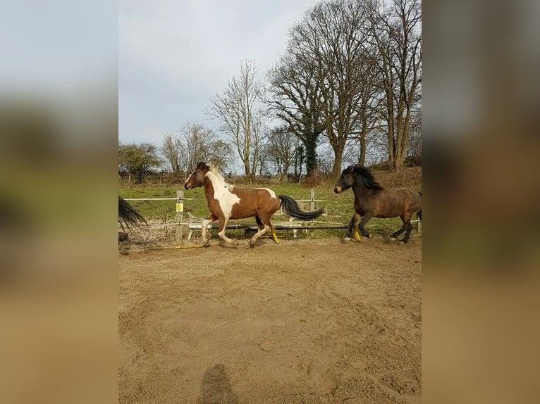 Lewitzer Giumenta 14 Anni 145 cm Tobiano-tutti i colori in Schönberg