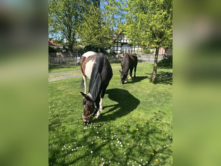 Lewitzer Giumenta 16 Anni 150 cm Pezzato in Melle