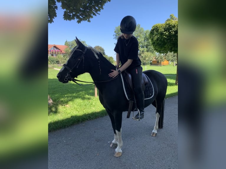 Lewitzer Giumenta 17 Anni 135 cm Morello in Andechs