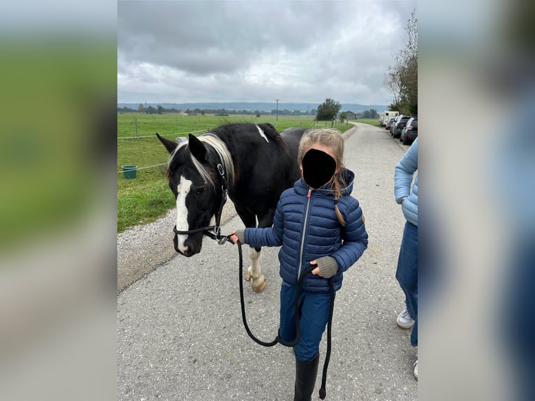 Lewitzer Giumenta 17 Anni 135 cm Morello in Andechs
