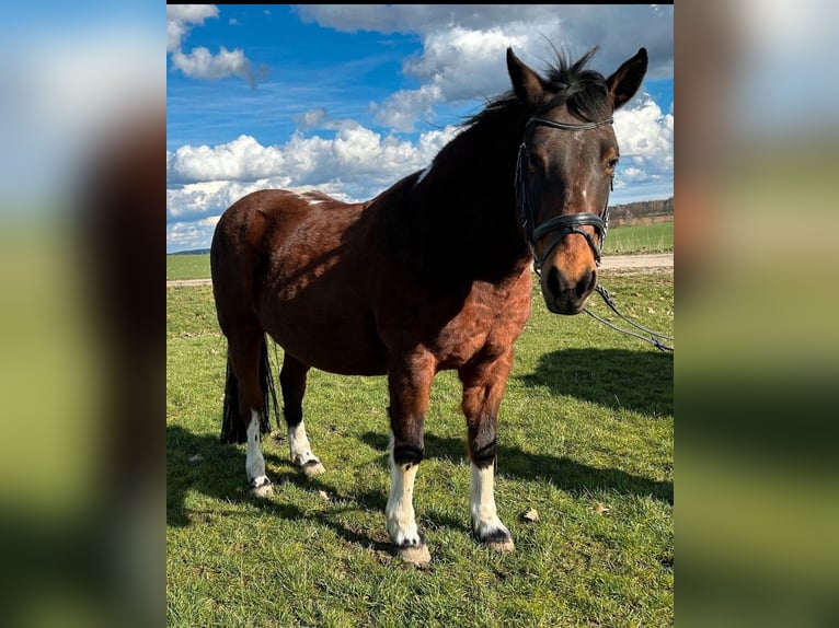 Lewitzer Giumenta 17 Anni 145 cm Pezzato in Altmittweida