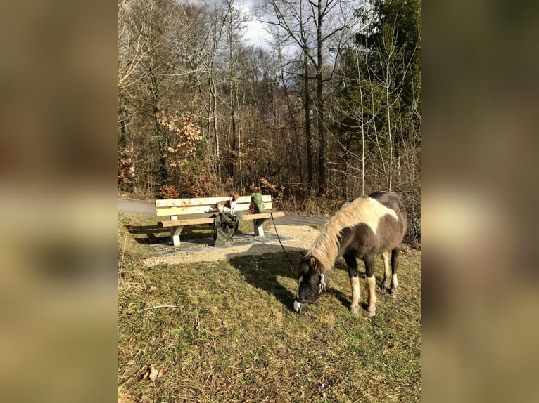 Lewitzer Giumenta 20 Anni 129 cm Pezzato in Bad Überkingen