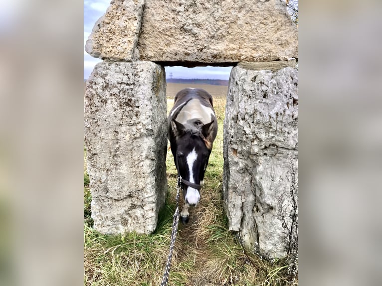 Lewitzer Giumenta 20 Anni 129 cm Pezzato in Bad Überkingen