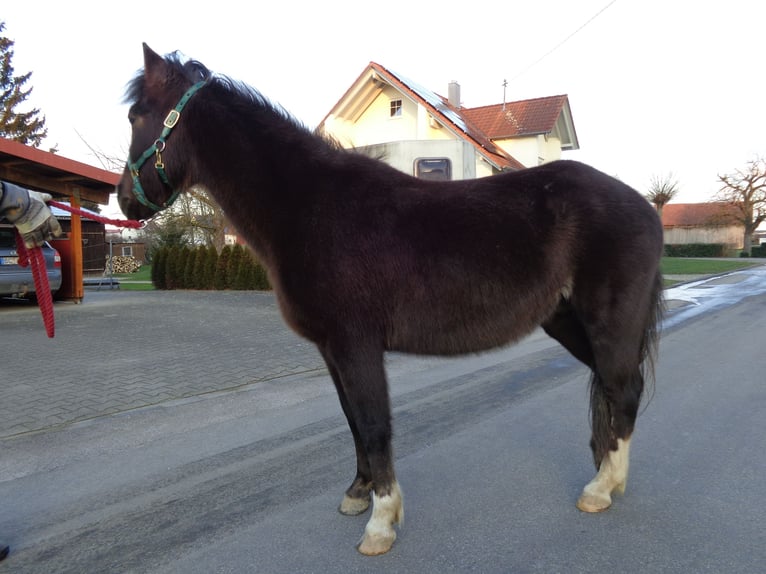 Lewitzer Giumenta 21 Anni 128 cm Baio scuro in Achstetten