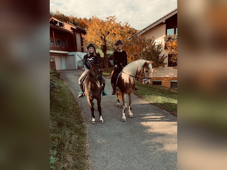 Lewitzer Mix Giumenta 26 Anni 142 cm Baio scuro in SchöntalSchöntal