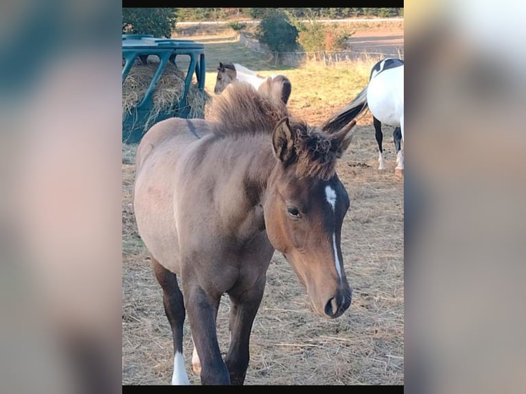 Lewitzer Giumenta 2 Anni 148 cm Falbo in Reiskirchen