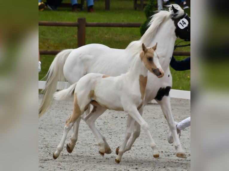Lewitzer Giumenta 3 Anni 138 cm Pezzato in Tessin
