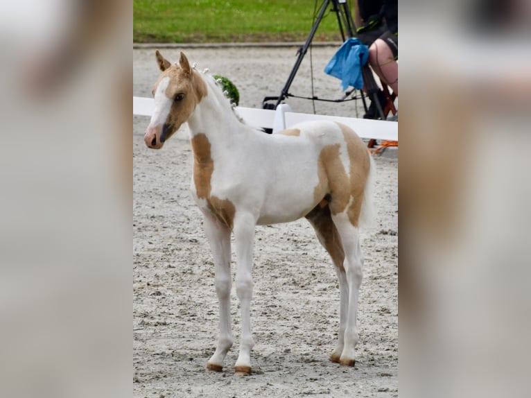 Lewitzer Giumenta 3 Anni 138 cm Pezzato in Tessin