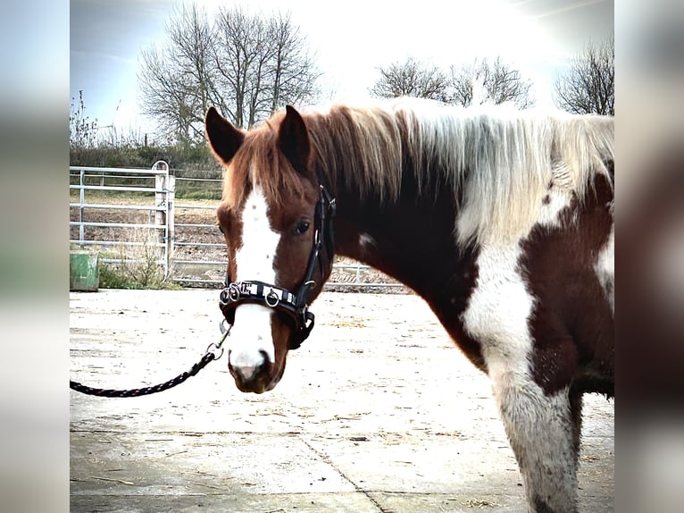 Lewitzer Giumenta 3 Anni 147 cm Pezzato in Grevenbroich