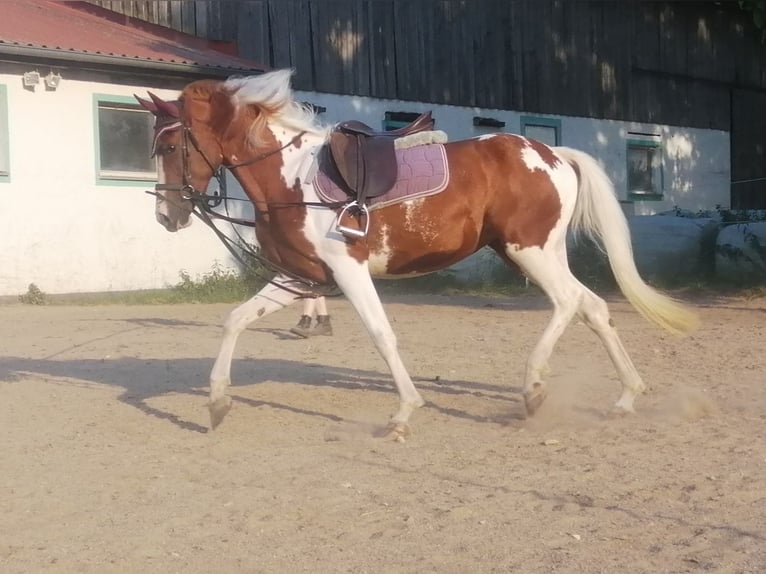 Lewitzer Giumenta 3 Anni 149 cm Pezzato in Dietfurt an der Altm&#xFC;hl