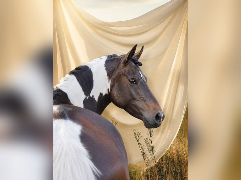 Lewitzer Giumenta 4 Anni 144 cm Pezzato in Eldena