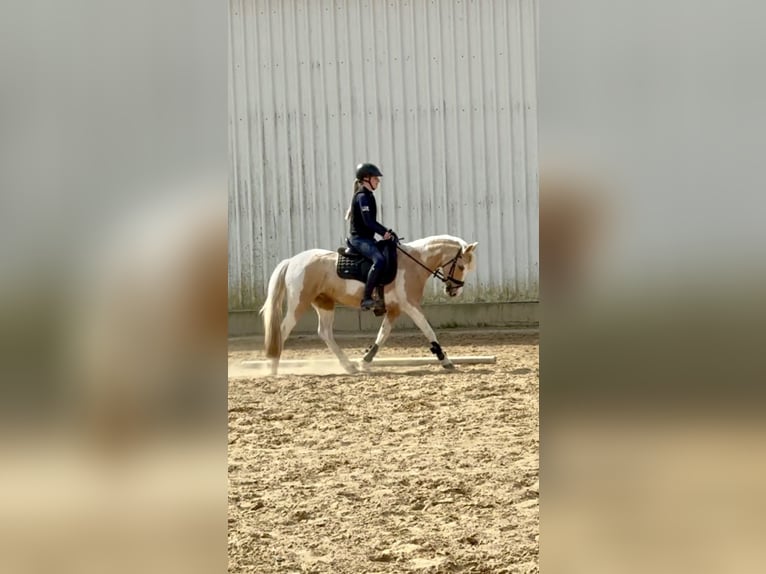 Lewitzer Giumenta 4 Anni 144 cm Pezzato in Tessin