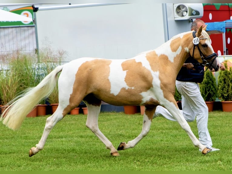 Lewitzer Giumenta 4 Anni 144 cm Pezzato in Tessin