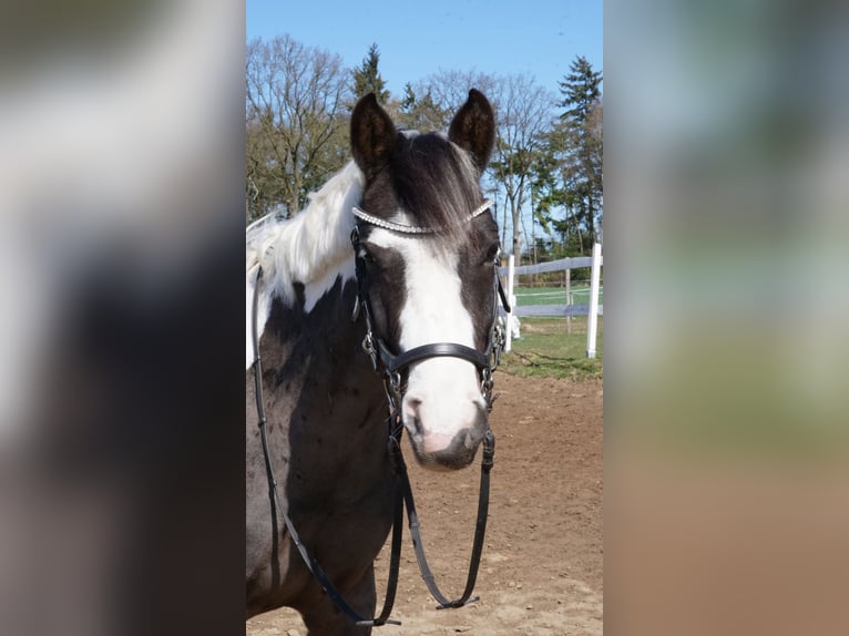 Lewitzer Giumenta 5 Anni 146 cm Pezzato in Sulingen