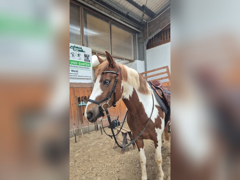 Lewitzer Giumenta 6 Anni 147 cm Pezzato in Mohlsdorf-Teichwolframsdorf