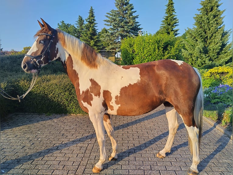 Lewitzer Giumenta 6 Anni 147 cm Pezzato in Mohlsdorf-Teichwolframsdorf