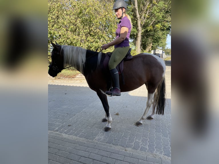 Lewitzer Giumenta 6 Anni 152 cm Pezzato in Menden