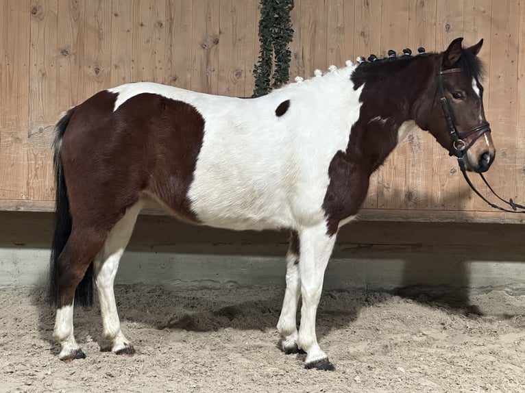 Lewitzer Mix Giumenta 8 Anni 128 cm Pezzato in Riedlingen