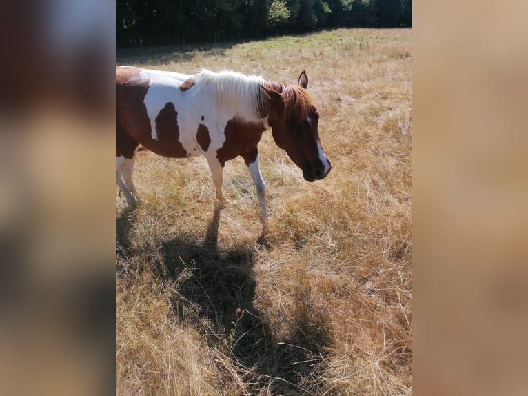 Lewitzer Giumenta 8 Anni 139 cm Pezzato in Streithausen