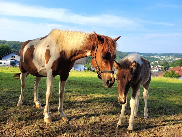 Lewitzer Giumenta 8 Anni 139 cm Pezzato in Streithausen