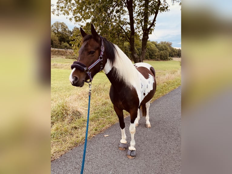 Lewitzer Giumenta 8 Anni 146 cm Pezzato in Bad Endbach