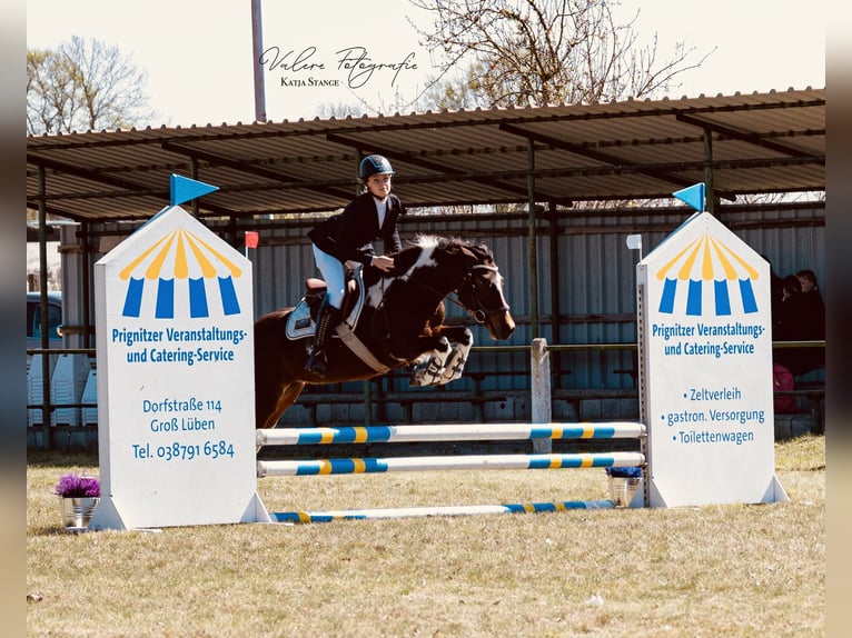 Lewitzer Giumenta 8 Anni 147 cm Tobiano-tutti i colori in Perleberg