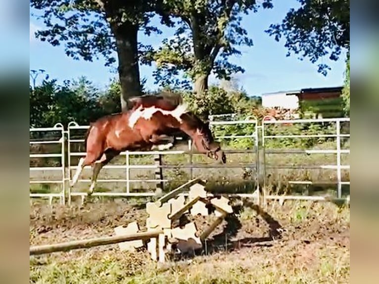 Lewitzer Giumenta 8 Anni 147 cm Tobiano-tutti i colori in Perleberg